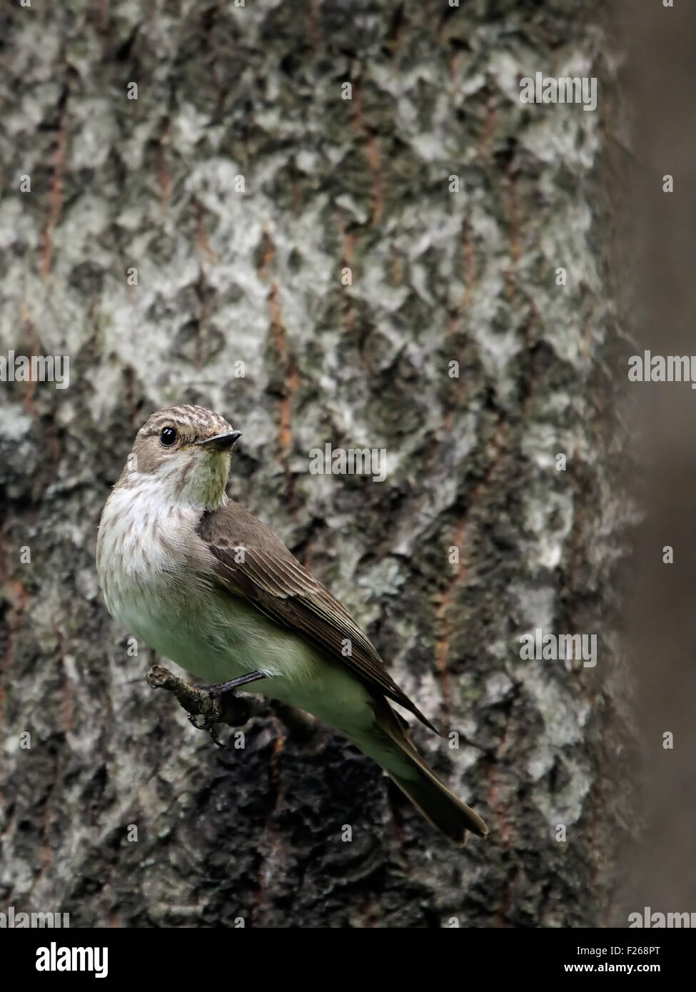 Perching Spotted Flycatcher Stock Photo