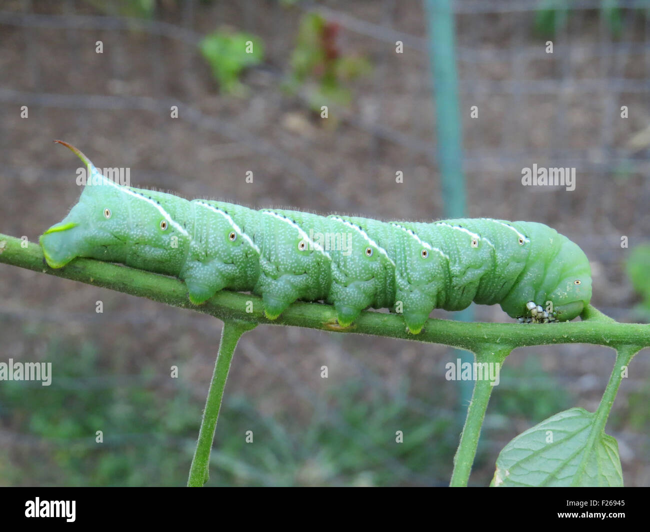 Tobacco hornworm on tomato plant Stock Photo - Alamy