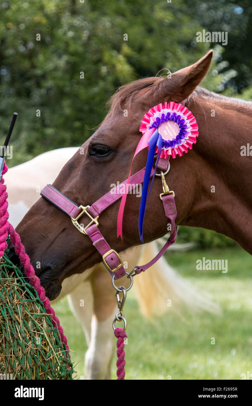 Essex horse and pony protection society hires stock photography and