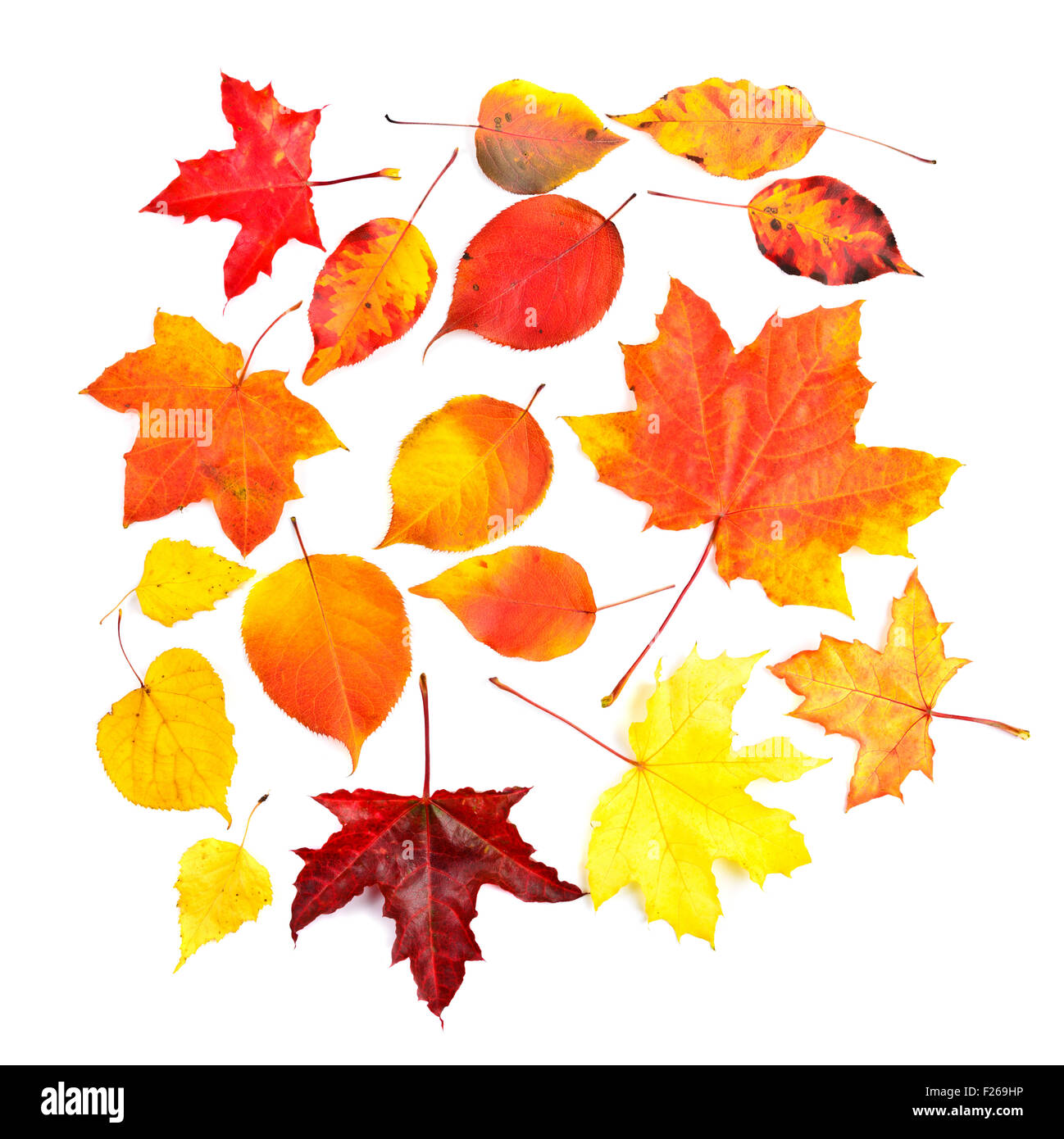 Collection beautiful colorful autumn leaves isolated on white background Stock Photo