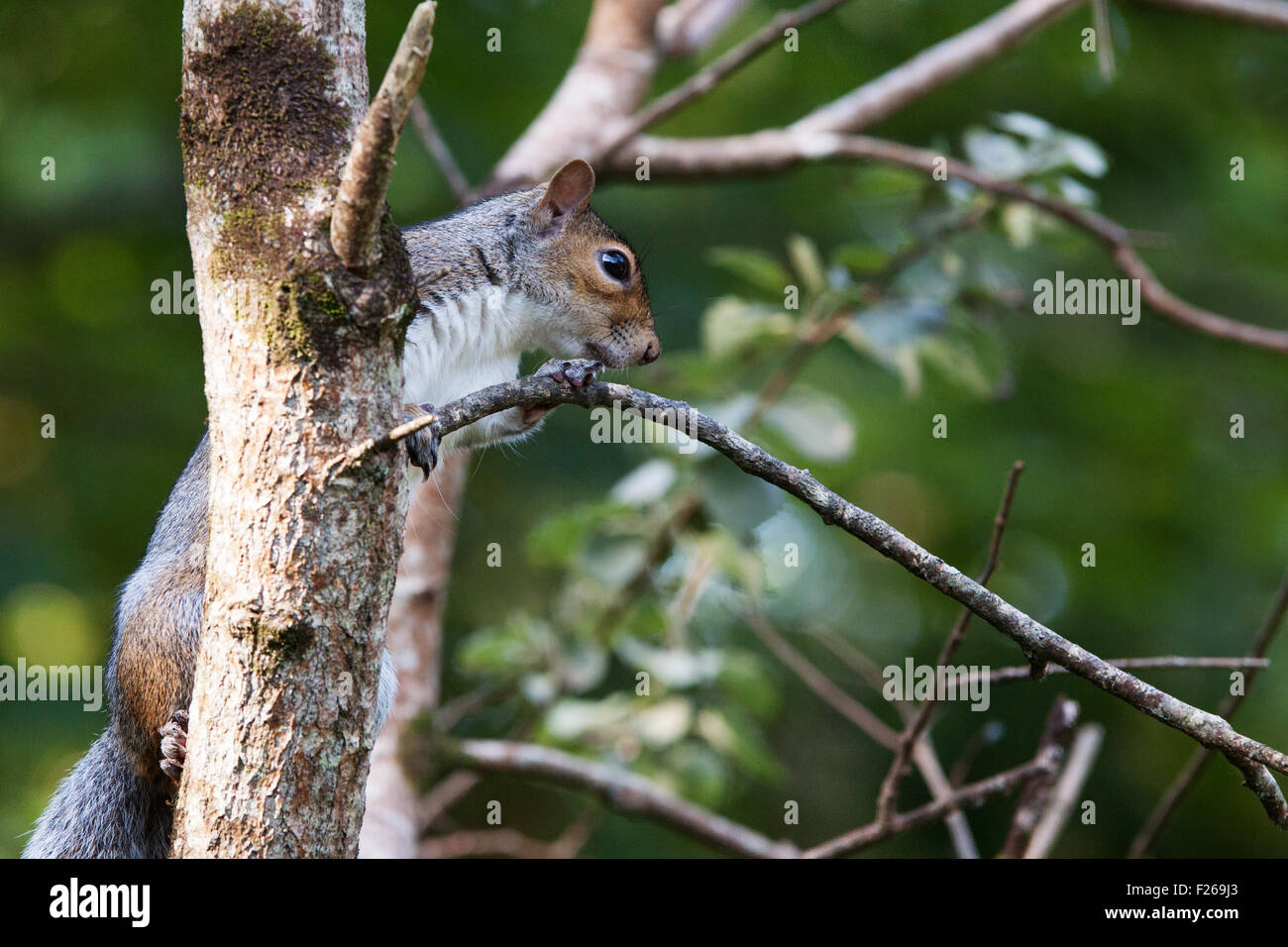 Grey Squirrel in tree Stock Photo