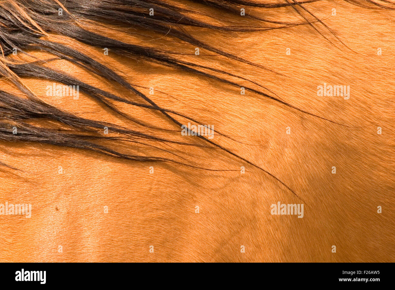 Horse mane, Okanogan County, Washington Stock Photo Alamy