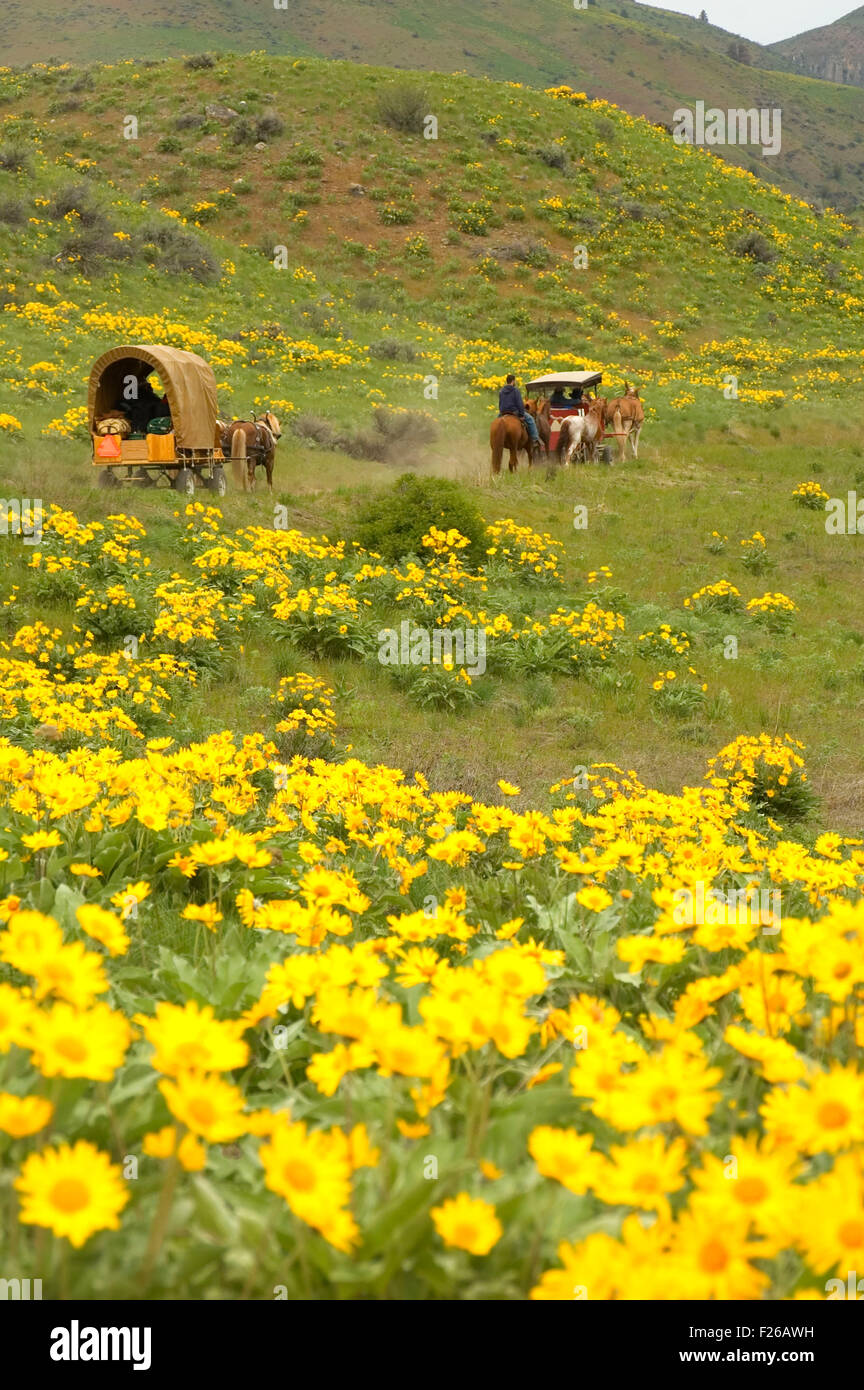 Ride to Rendezvous wagon with Balsamroot (Balsamorhiza deltoidea), Methow Wildlife Area, Washington Stock Photo