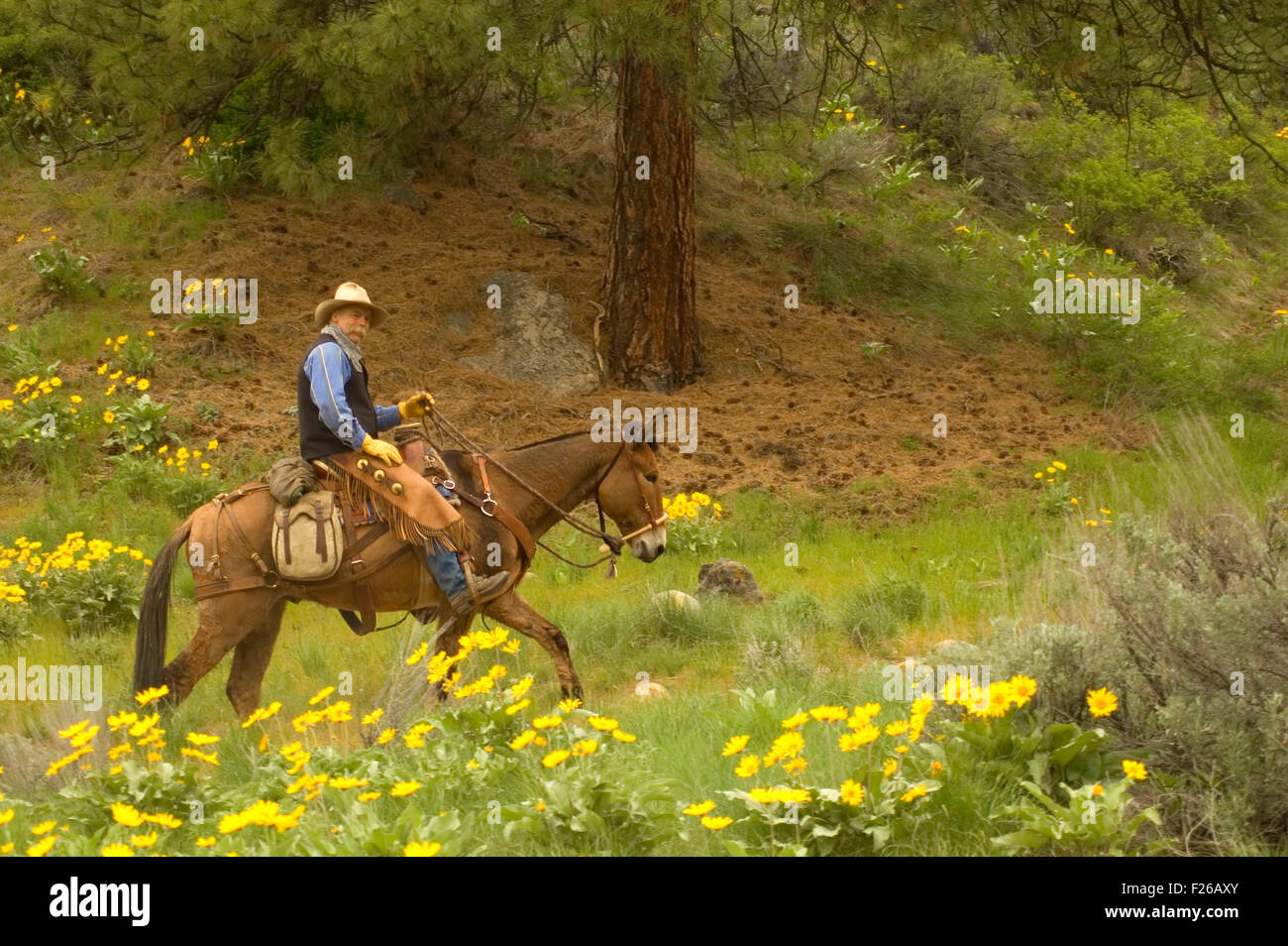 Ride to Rendezvous horse rider with Balsamroot (Balsamorhiza deltoidea), Methow Wildlife Area, Washington Stock Photo