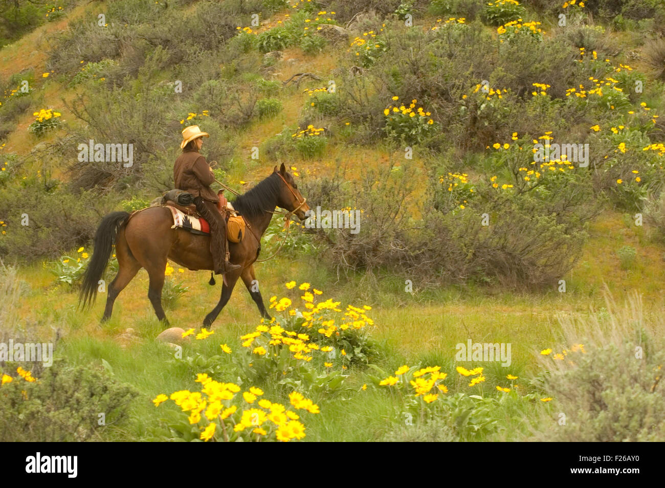 Ride to Rendezvous horse rider with Balsamroot (Balsamorhiza deltoidea), Methow Wildlife Area, Washington Stock Photo