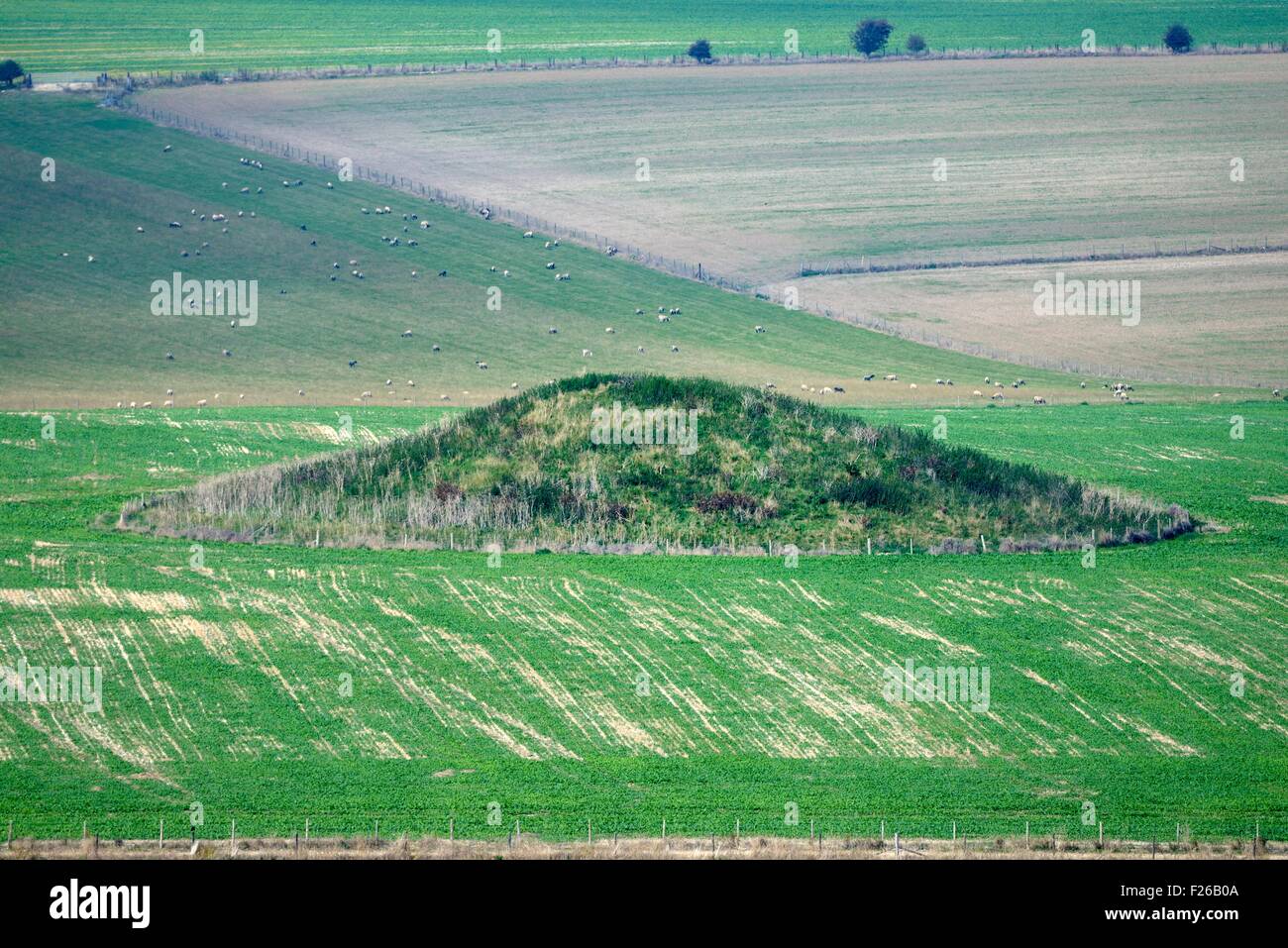 Bronze Age round barrow seen looking north from the ramparts of Maiden Castle Iron Age fortified settlement, Dorset, England Stock Photo