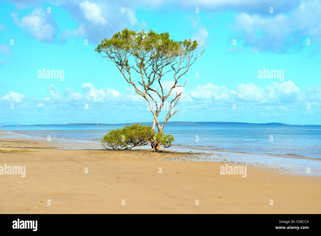 Green coastal tree standing tall on the beach of Fraser Island Stock Photo