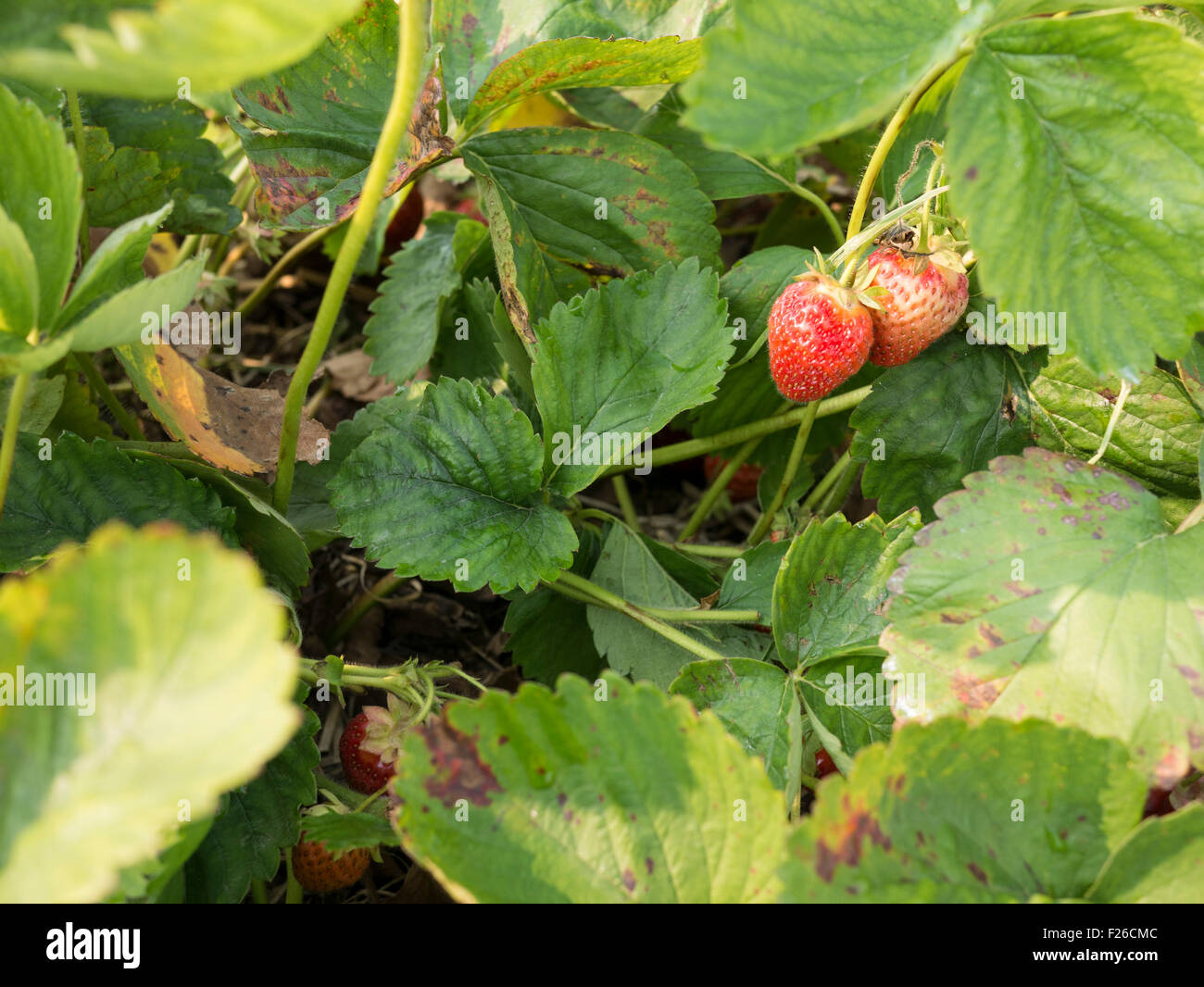Close up of strawberries in strawberry fields Stock Photo - Alamy
