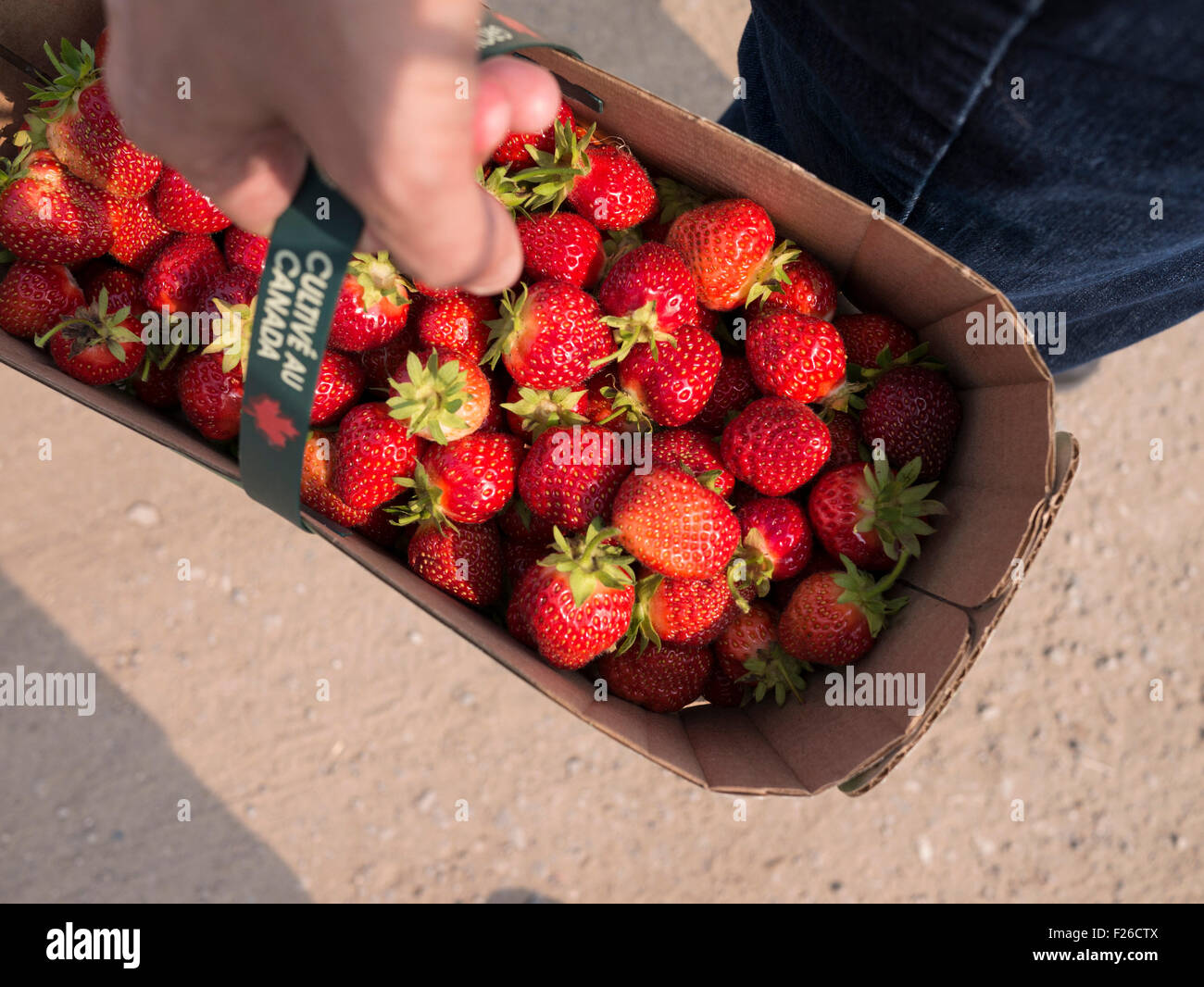 Woman holding a basket of hand picked strawberry Stock Photo - Alamy