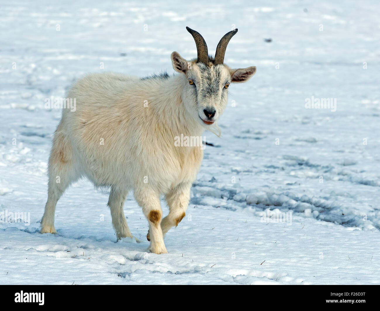 White Goat in the Snow Stock Photo