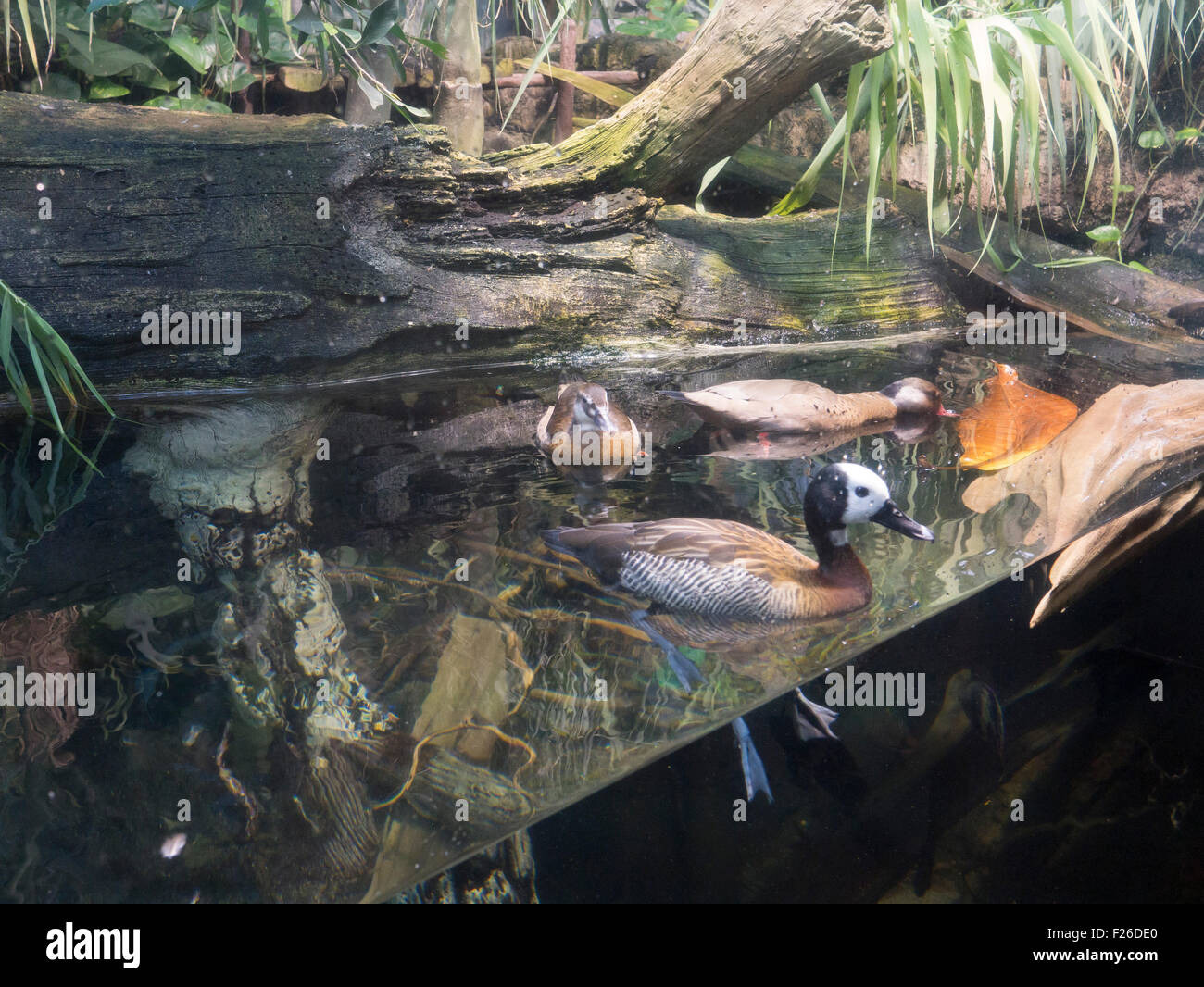 Shedd Aquarium in Chicago, Illinois in the United States. Chicago