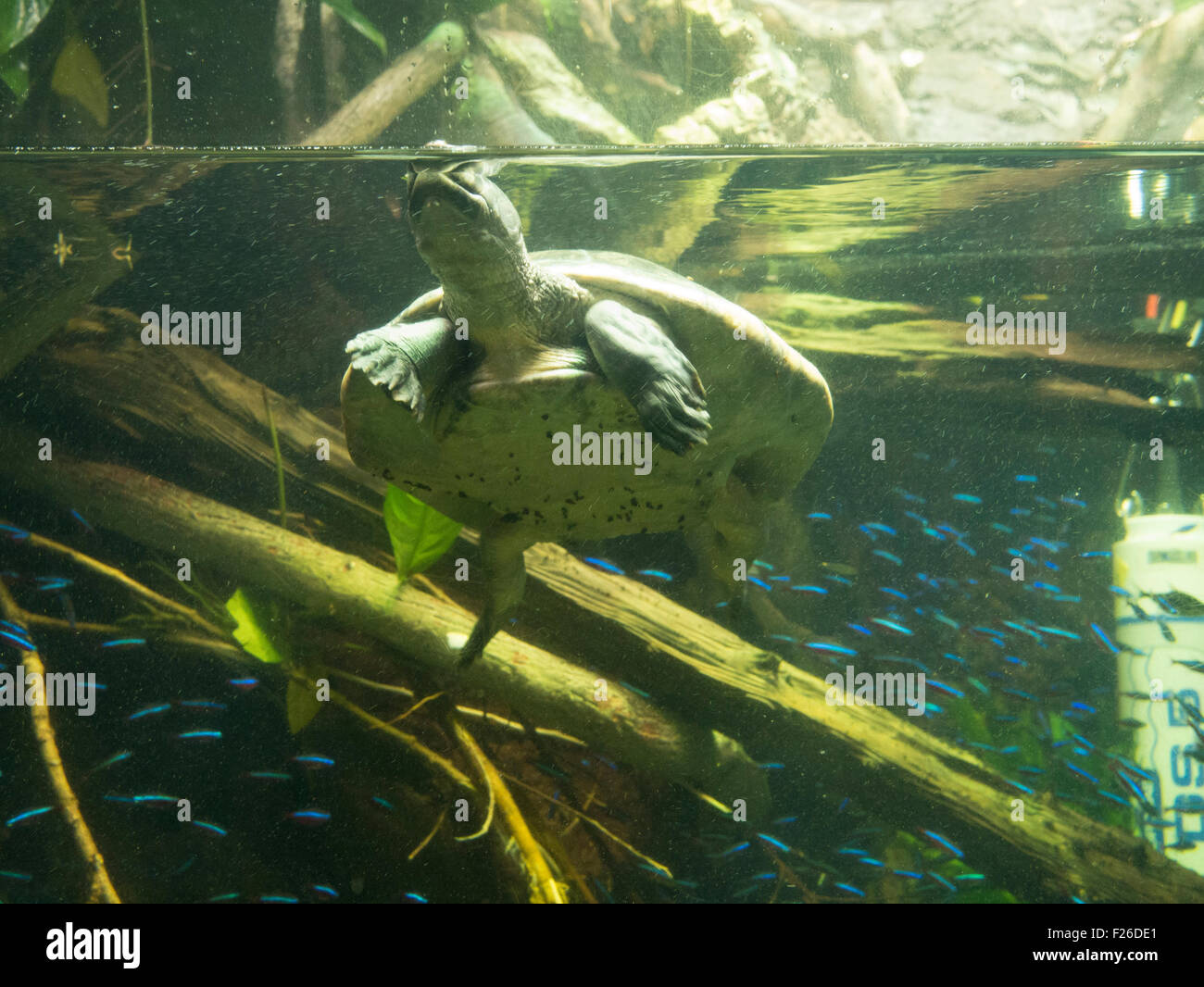 Shedd Aquarium in Chicago, Illinois in the United States. Chicago