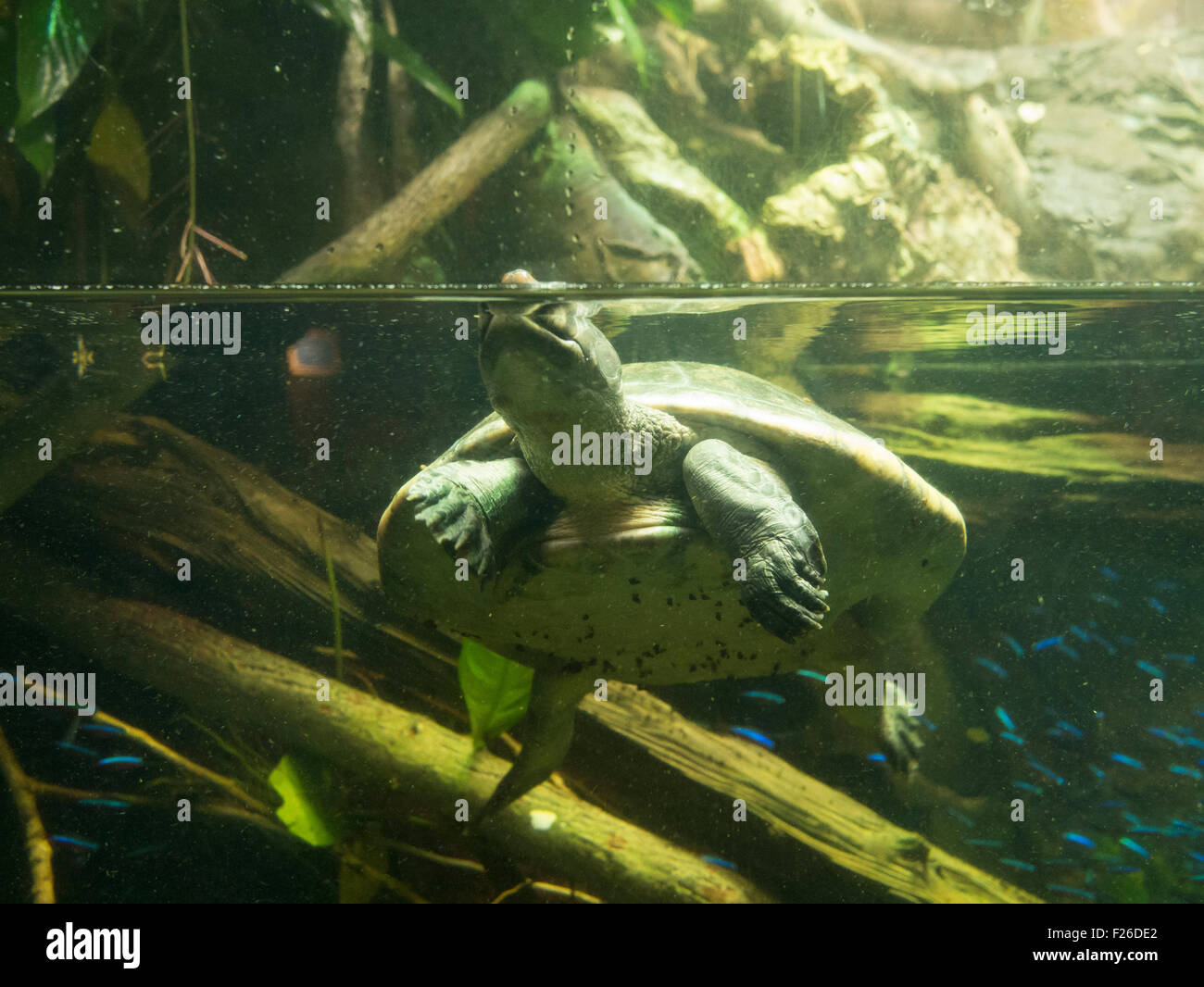 Shedd Aquarium in Chicago, Illinois in the United States. Chicago