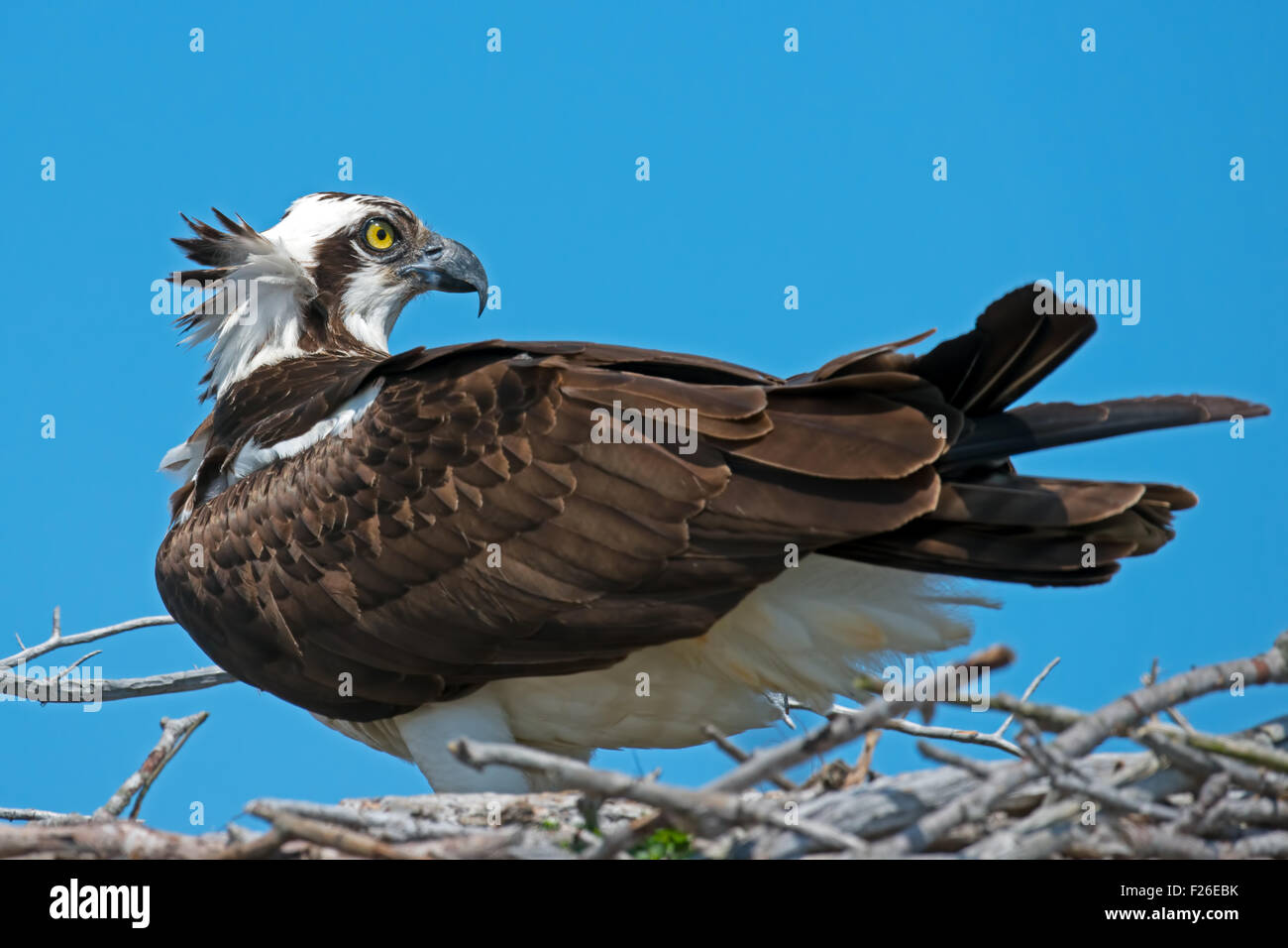 Osprey in Nest Stock Photo - Alamy