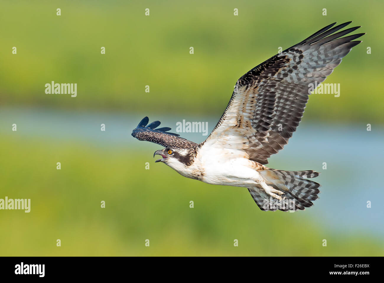 Osprey in Flight Stock Photo