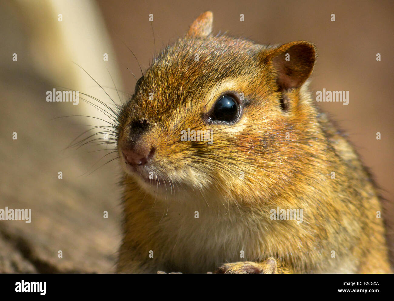 A curious Eastern Chipmunk (Tamias striatus) photographed as he went about his business. Stock Photo