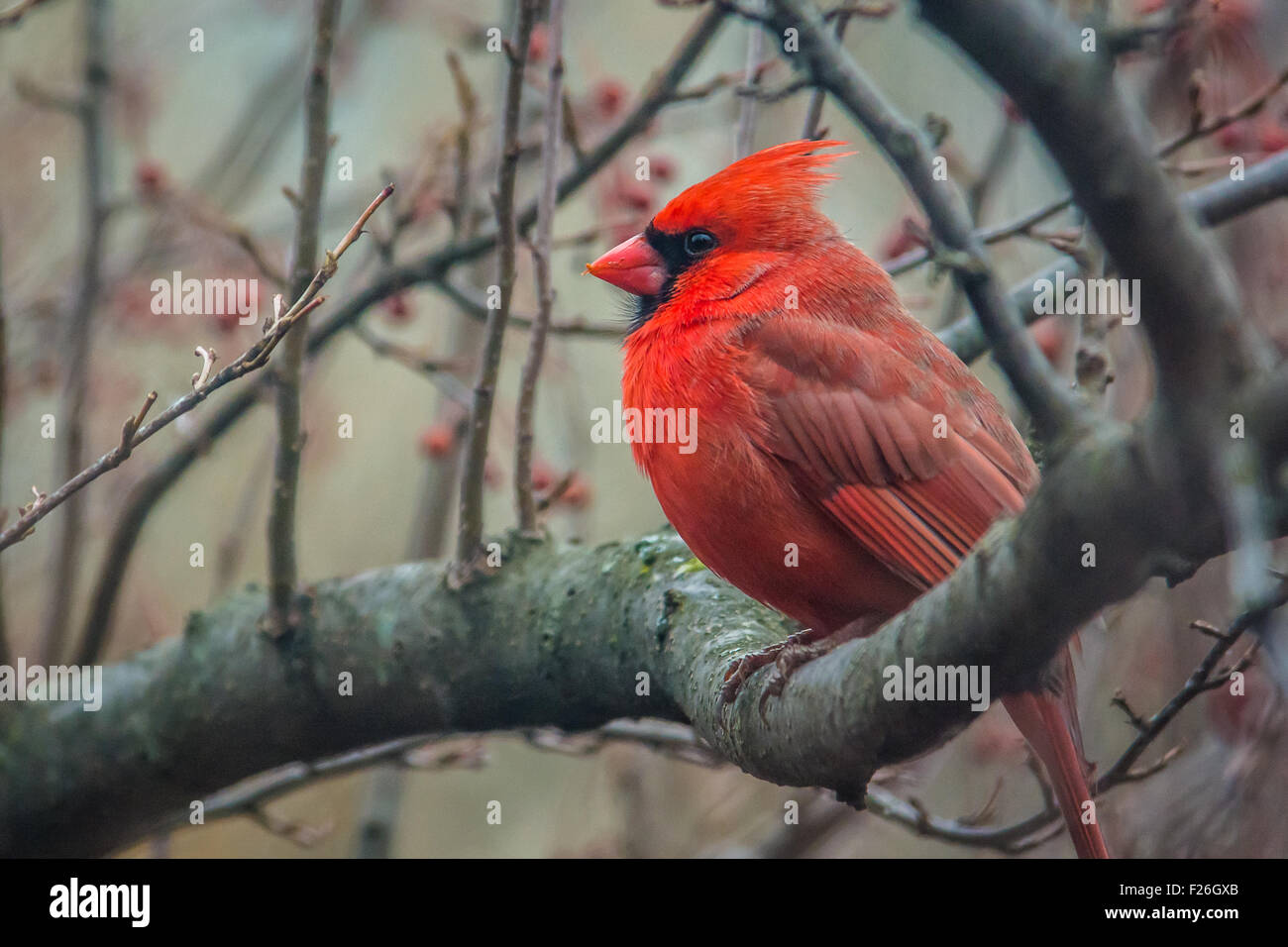 A Northern Cardinal (Cardinalis cardinalis) male perches in a crabapple tree. Stock Photo