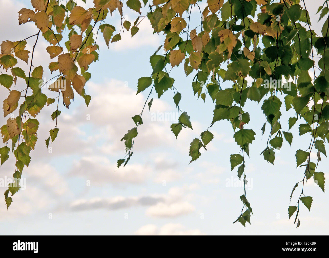 autumn leaves in forest closeup Stock Photo - Alamy