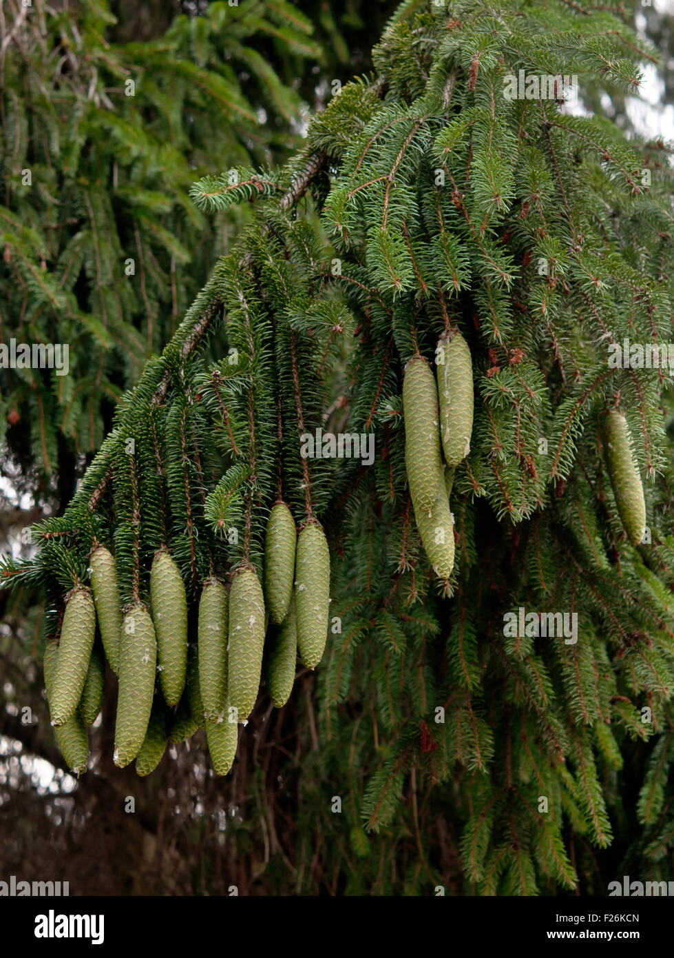 pine cone close up Stock Photo