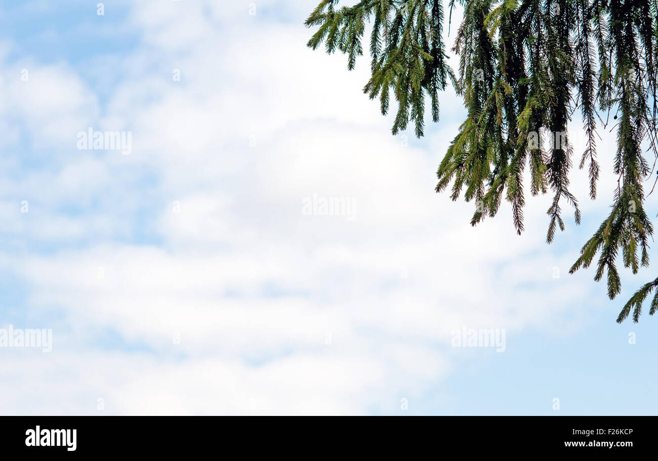 pine tree branch above blue clear sky background Stock Photo