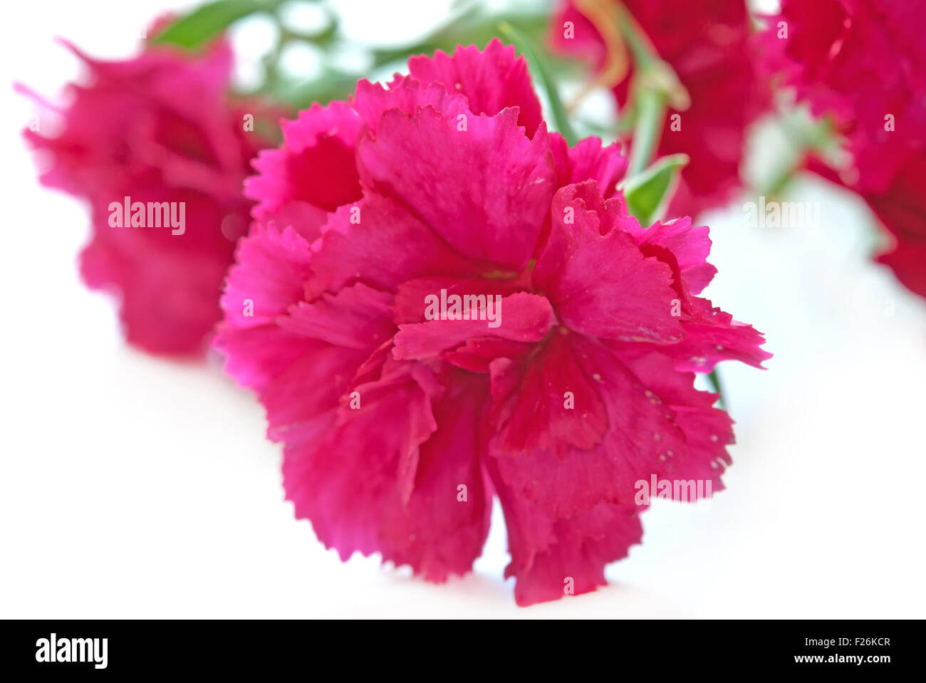 pink carnations isolated on white background Stock Photo - Alamy
