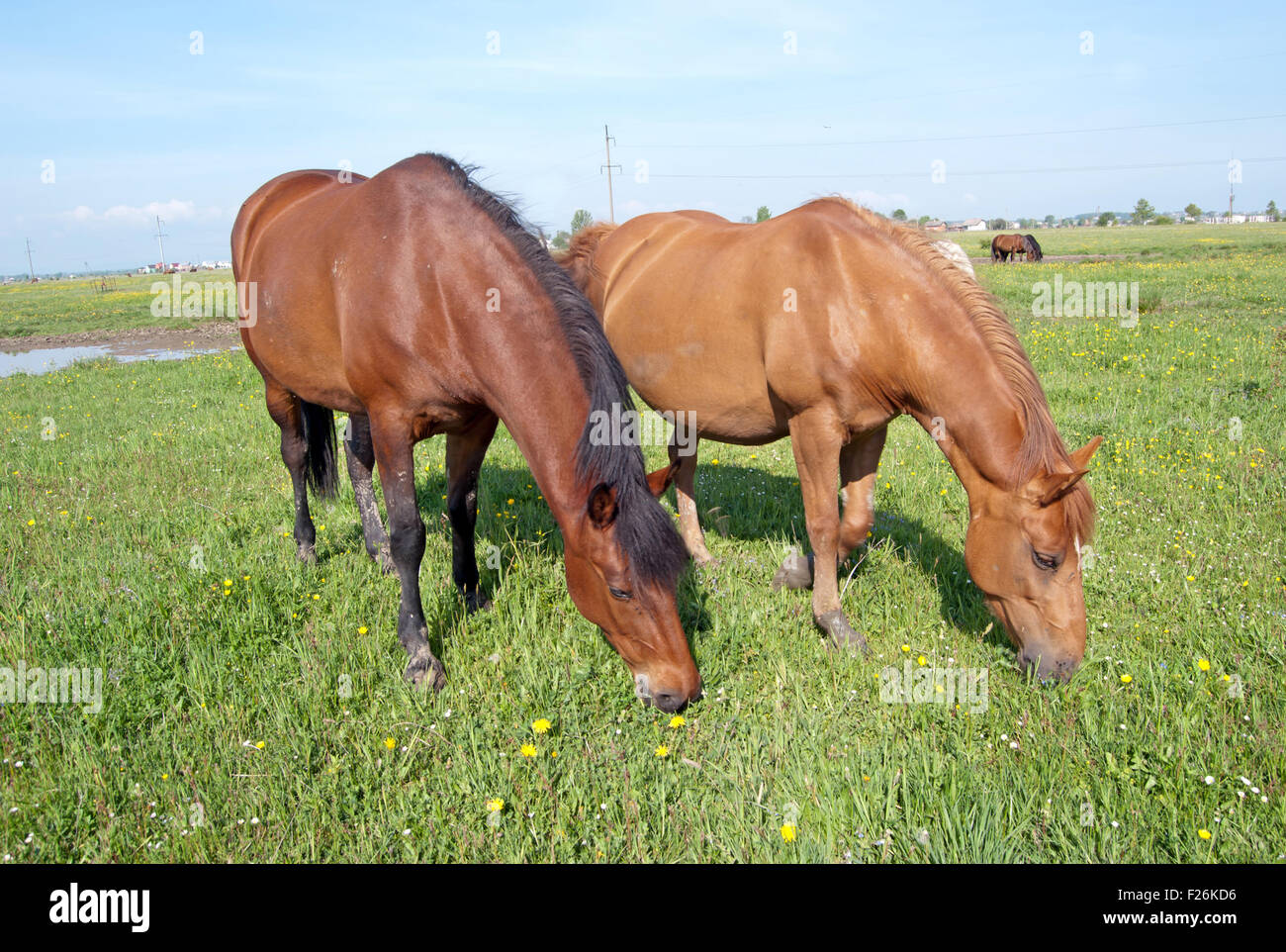 Portrait two bay horses hi-res stock photography and images - Alamy