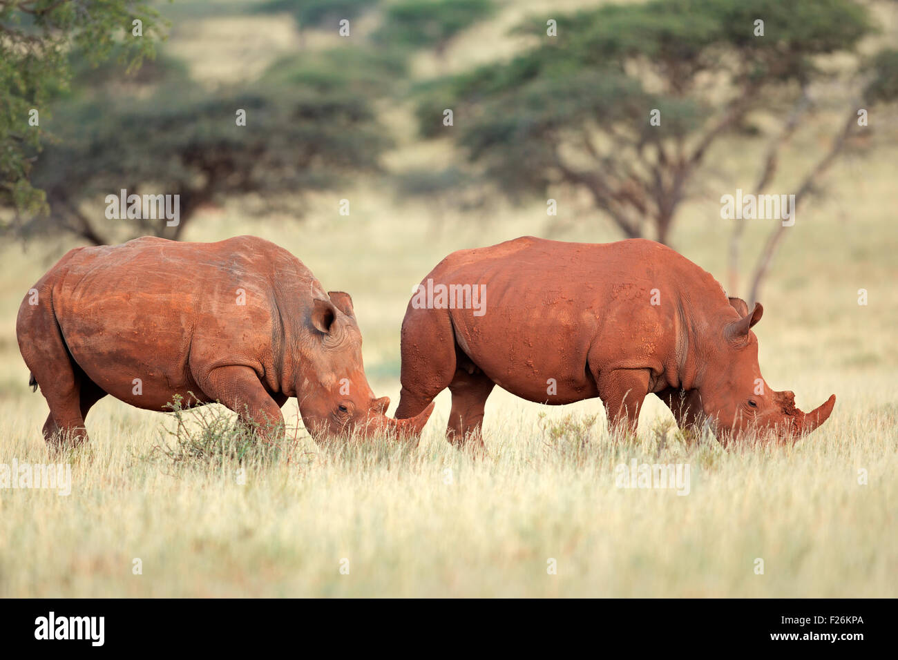 A pair of white rhinoceros (Ceratotherium simum) in natural habitat, South Africa Stock Photo