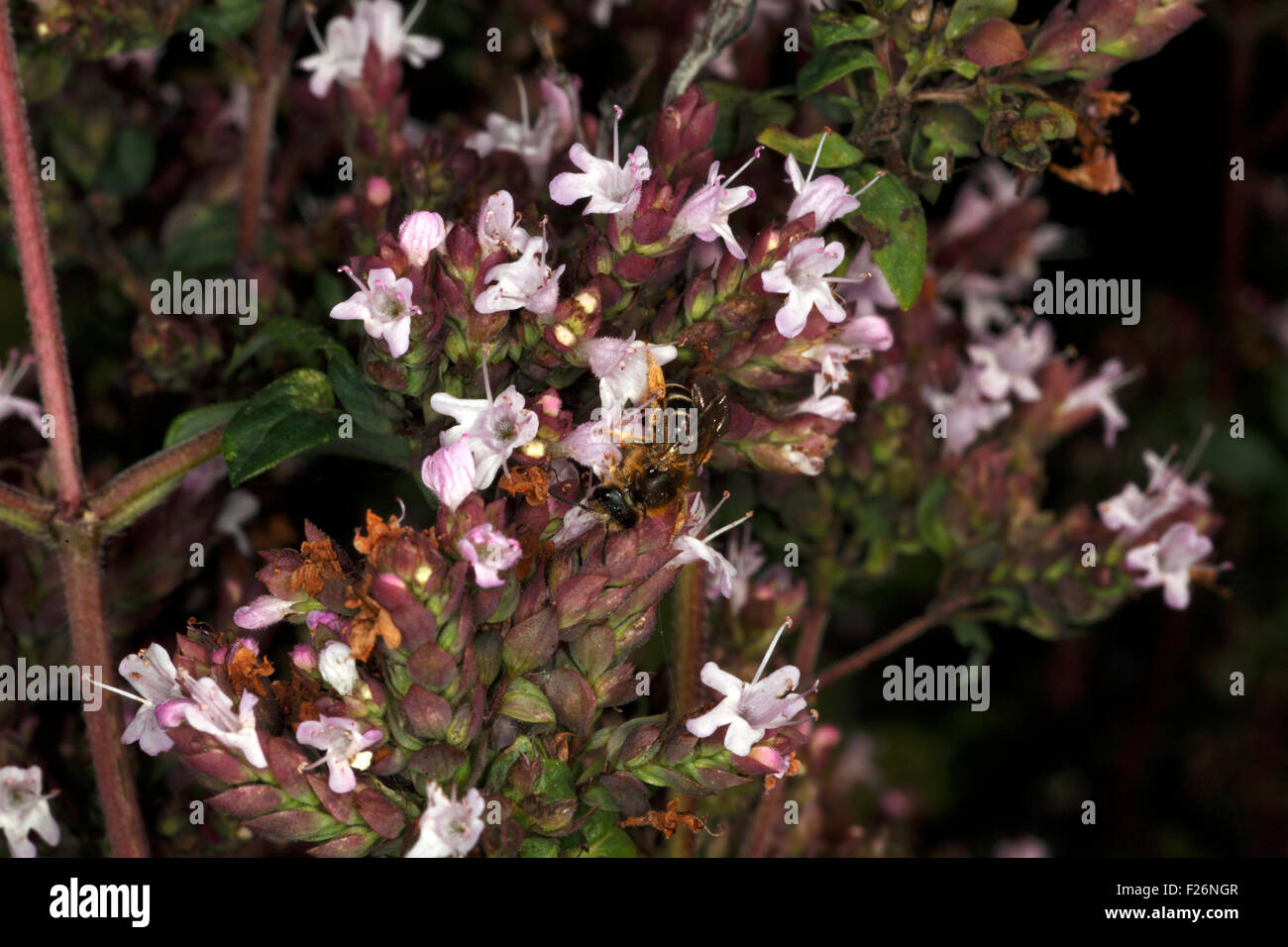 Flowers of Wild Marjoram Stock Photo Alamy