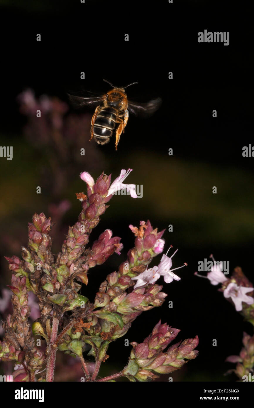 Honey bee collecting nectar Stock Photo Alamy