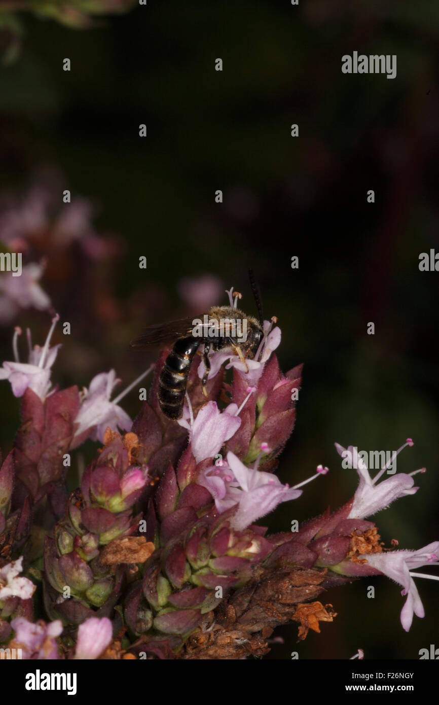 halictus rubicundus. Solitary Bee. Stock Photo