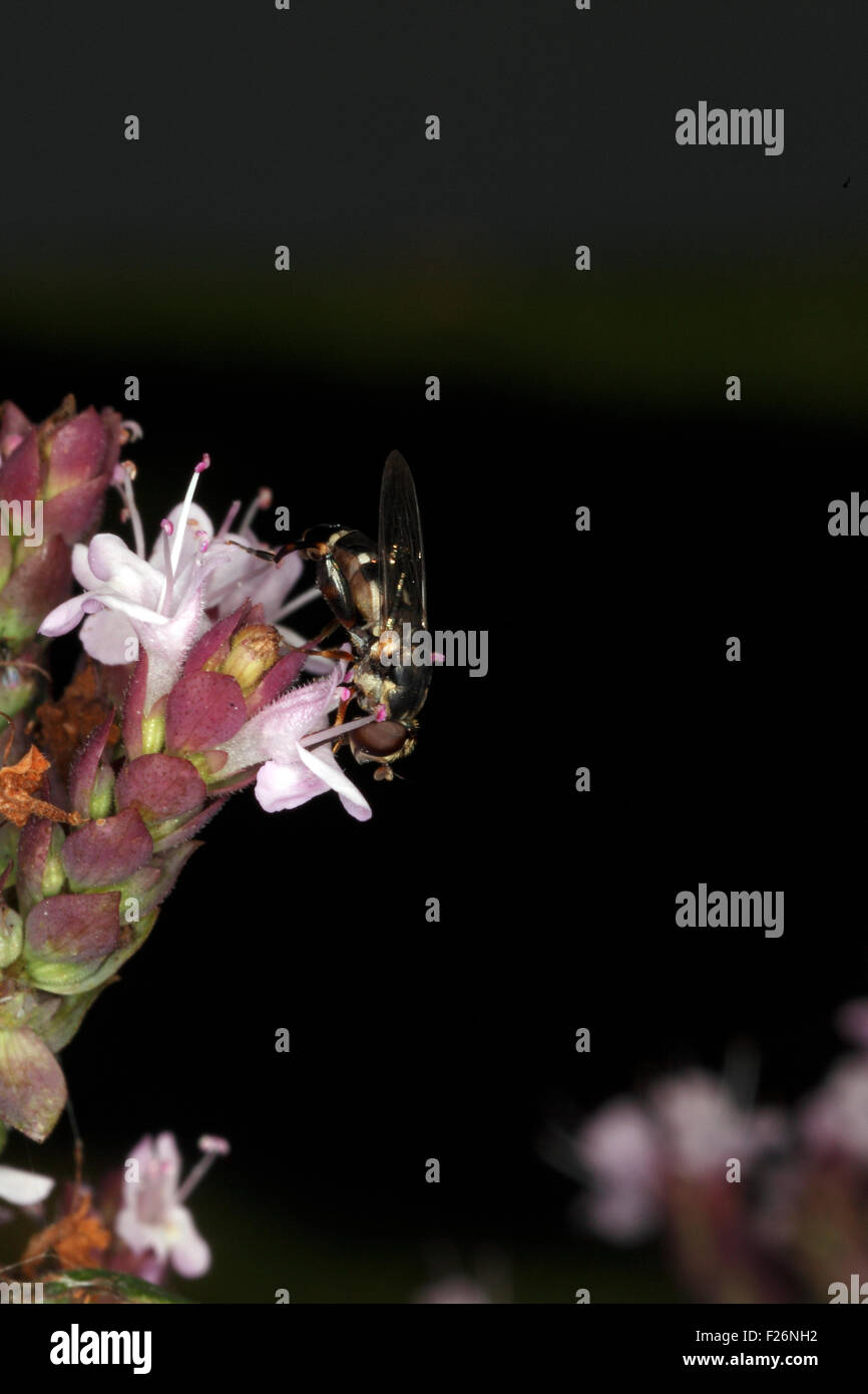 Syritta Pipiens, Solitary Bee. Stock Photo