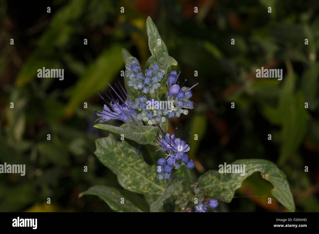 Caryopteris × clandonensis 'Heavenly Blue' Stock Photo