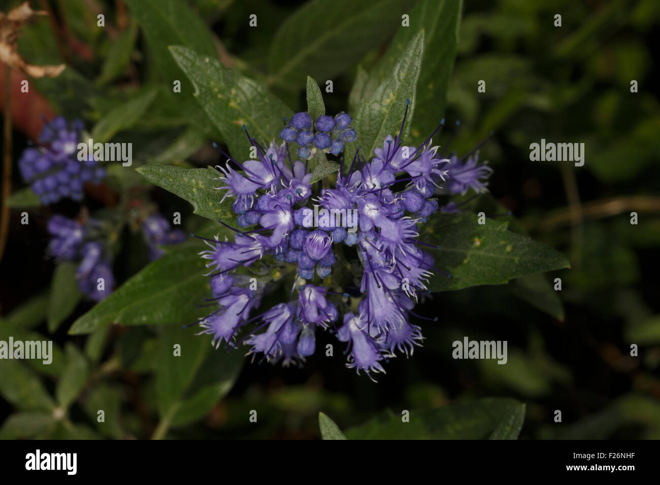 Caryopteris × clandonensis 'Heavenly Blue' Stock Photo