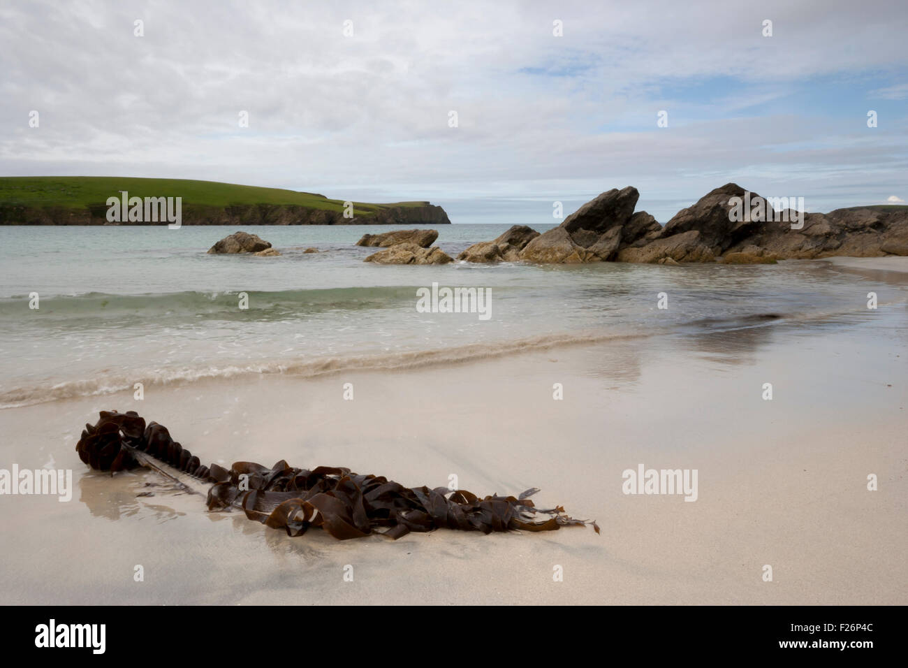 Seaweed on beach, St. Ninian's Isle, Shetland, Northern Isles, Scotland, UK Stock Photo