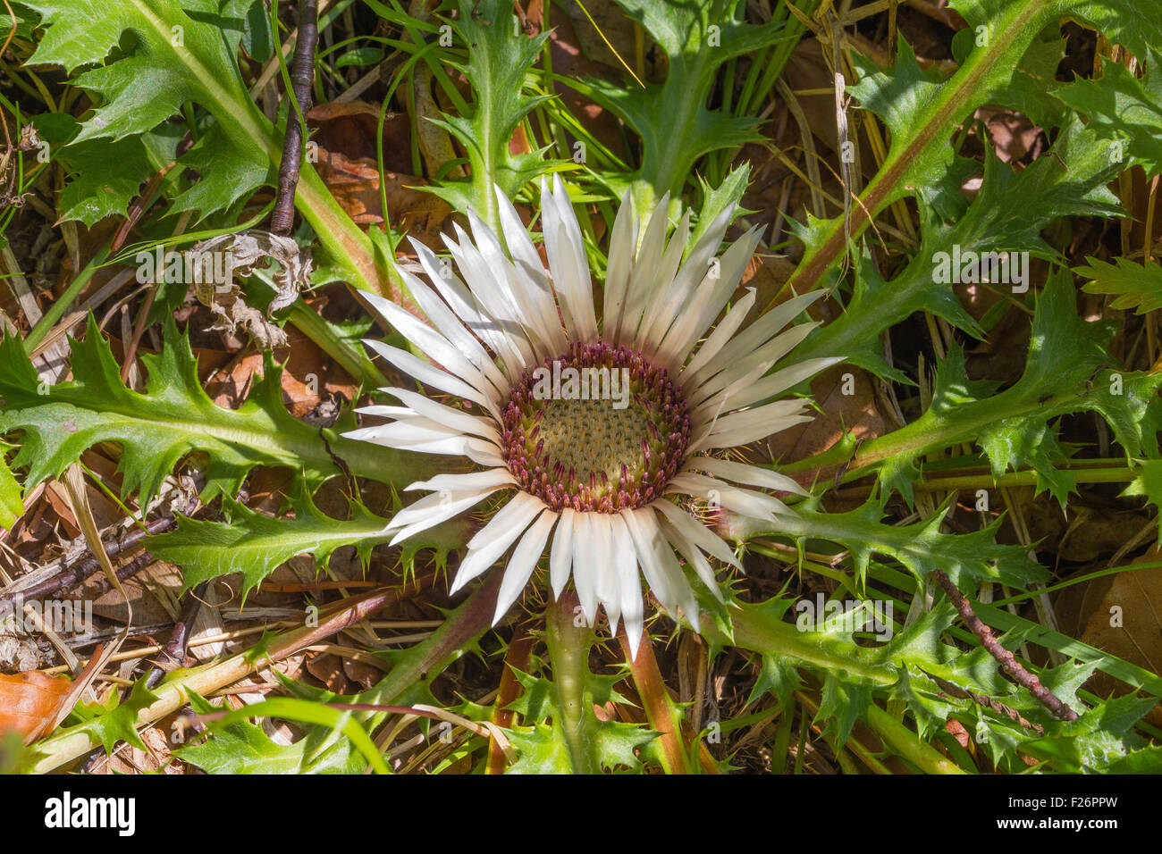 Carlina acaulis L. Carlina bianca.  Cardo di S.Pellegrino, Camaleone bianco. Mountain flowers, the Dolomites. Italian Alps. Europe. Stock Photo