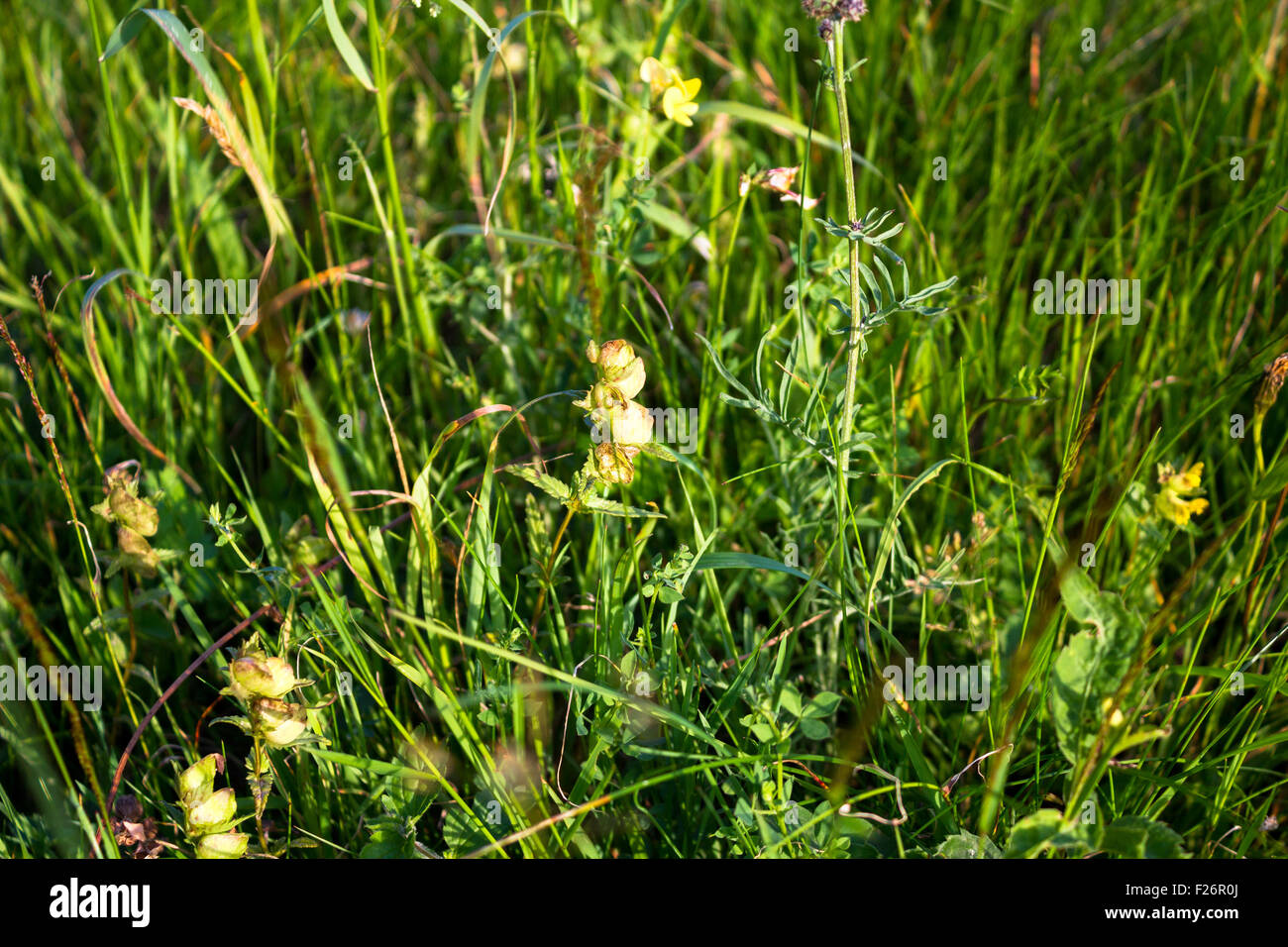 Wild Flowers. Summer Stock Photo - Alamy