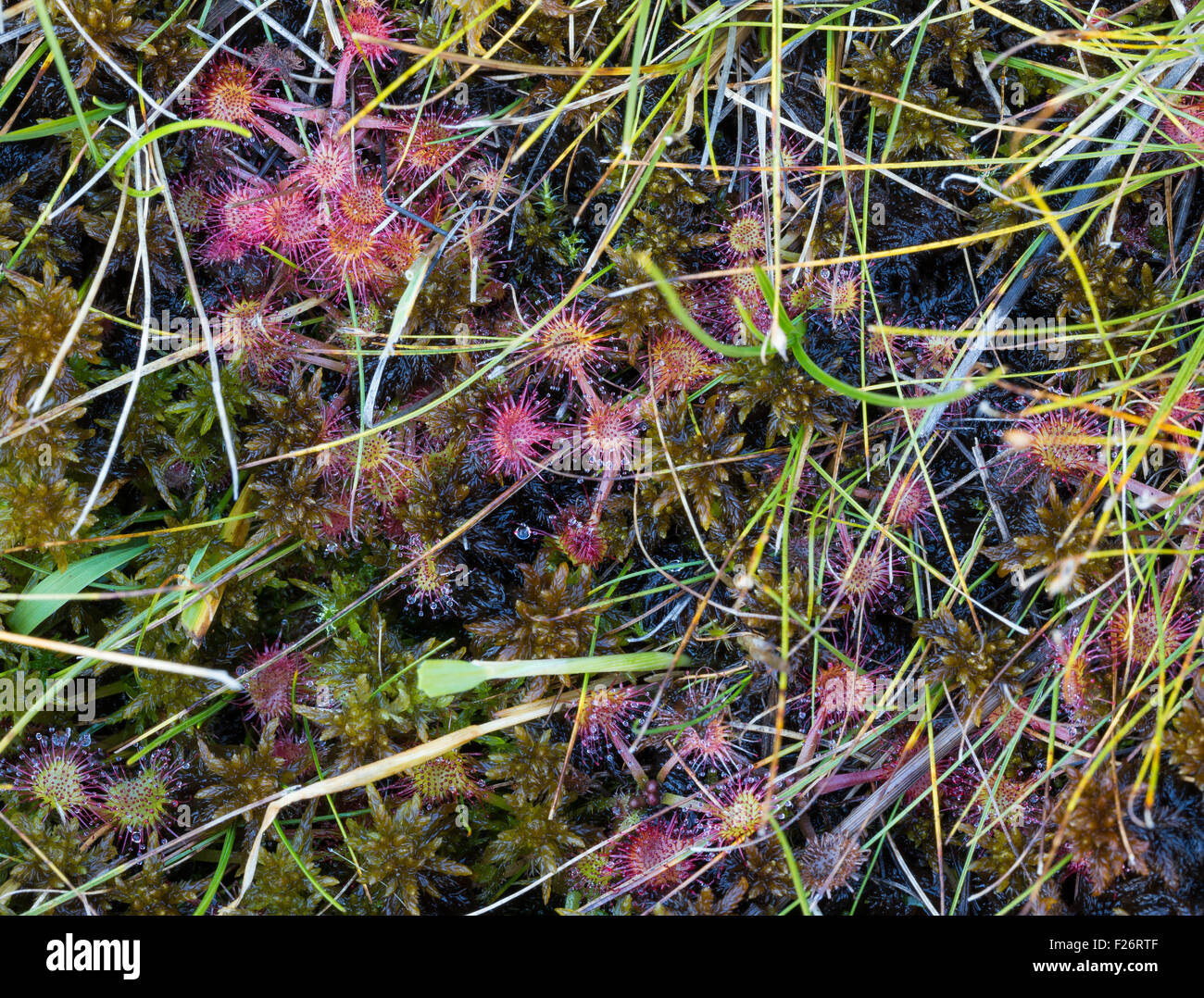 Drosera rotundifolia L. Rosolida. The Peat bogs of Danta di Cadore (Eastern Val di Ciampo). Veneto, Italian Alps, Europe. Stock Photo
