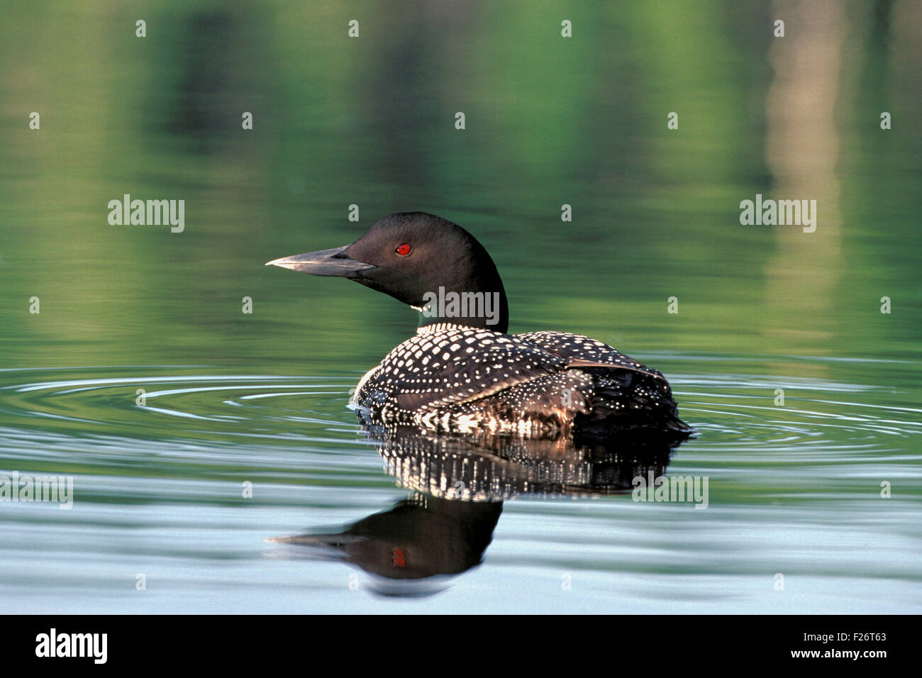 Common Loon swimming, reflection in water Stock Photo