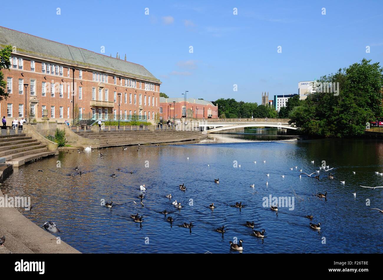 Ducks and swans on the River Derwent with the Council House buildings