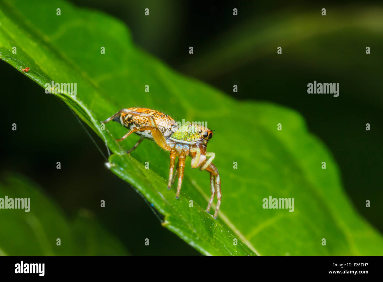 Jumping spider on green leaf Stock Photo - Alamy