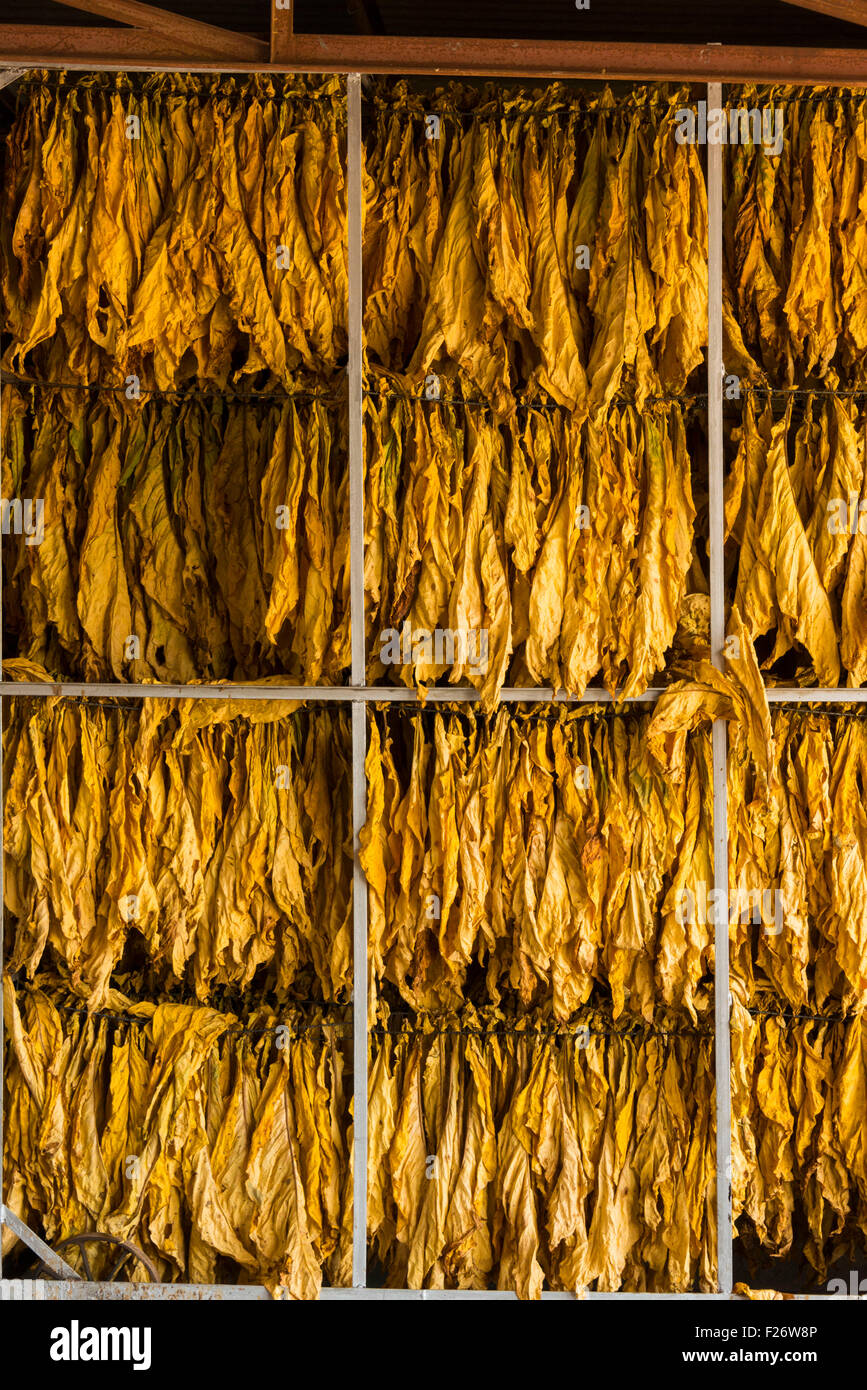 bales of tobacco Is Smokin' Again In Zimbabwe Tobacco bales are lined up
