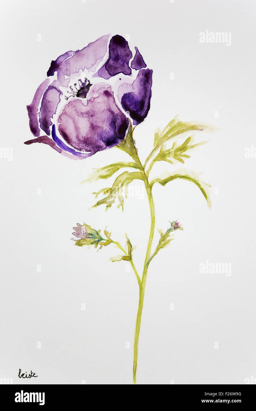 Purple anemone on a white background Stock Photo - Alamy