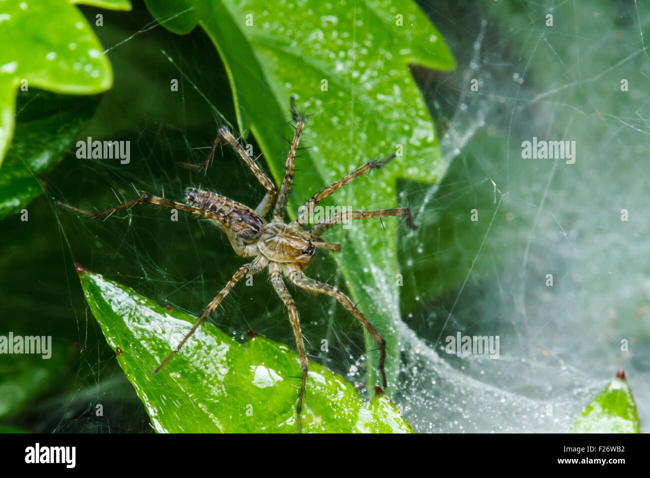 Jumping spider on green leaf Stock Photo - Alamy