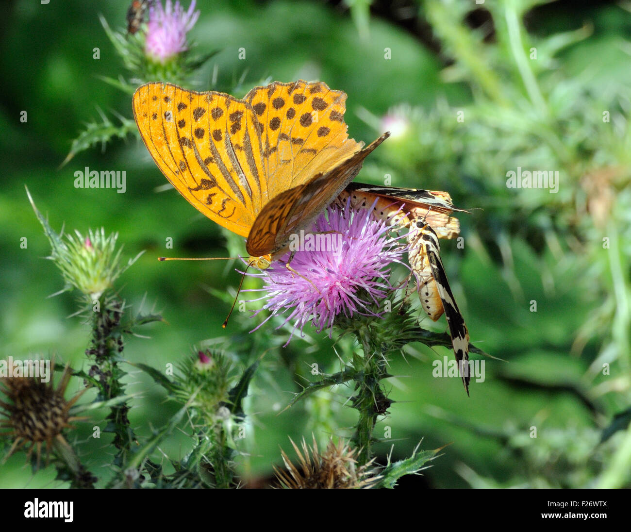 A battered male Silver-washed fritillary (Argynnis paphia) butterfly and Jersey tiger moths (Euplagia quadripunctaria) feeding on thistle flowers. Stock Photo