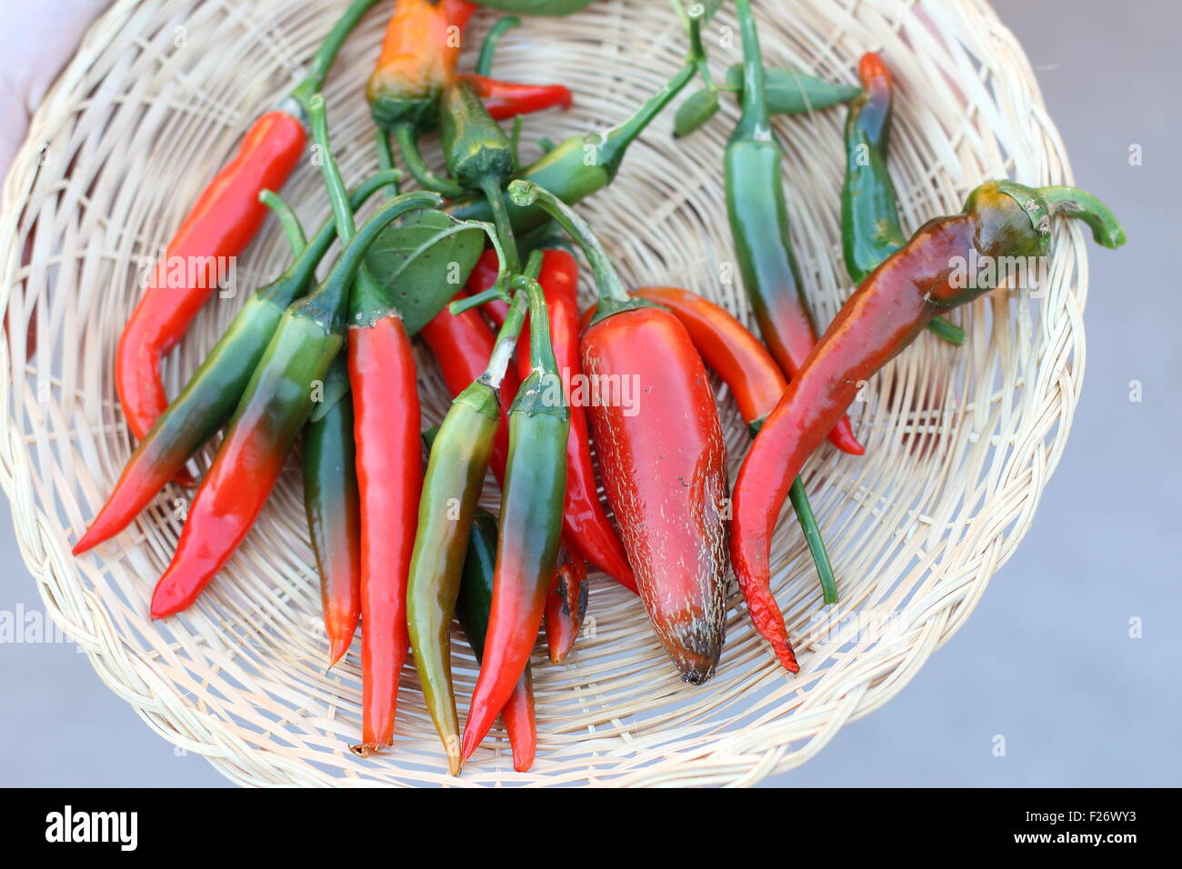 Home grown fresh long green and red chillies Stock Photo