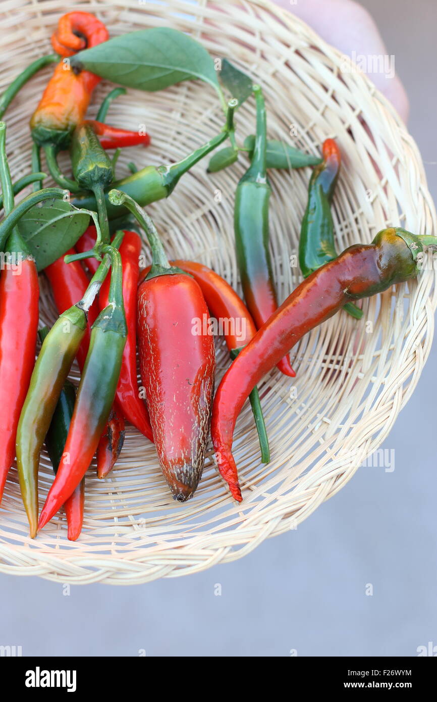 Home grown fresh long green and red chillis Stock Photo