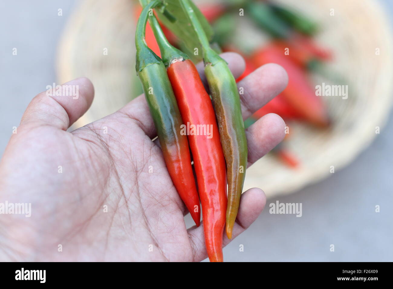 Holding home grown fresh long green and red chillies in hand Stock Photo
