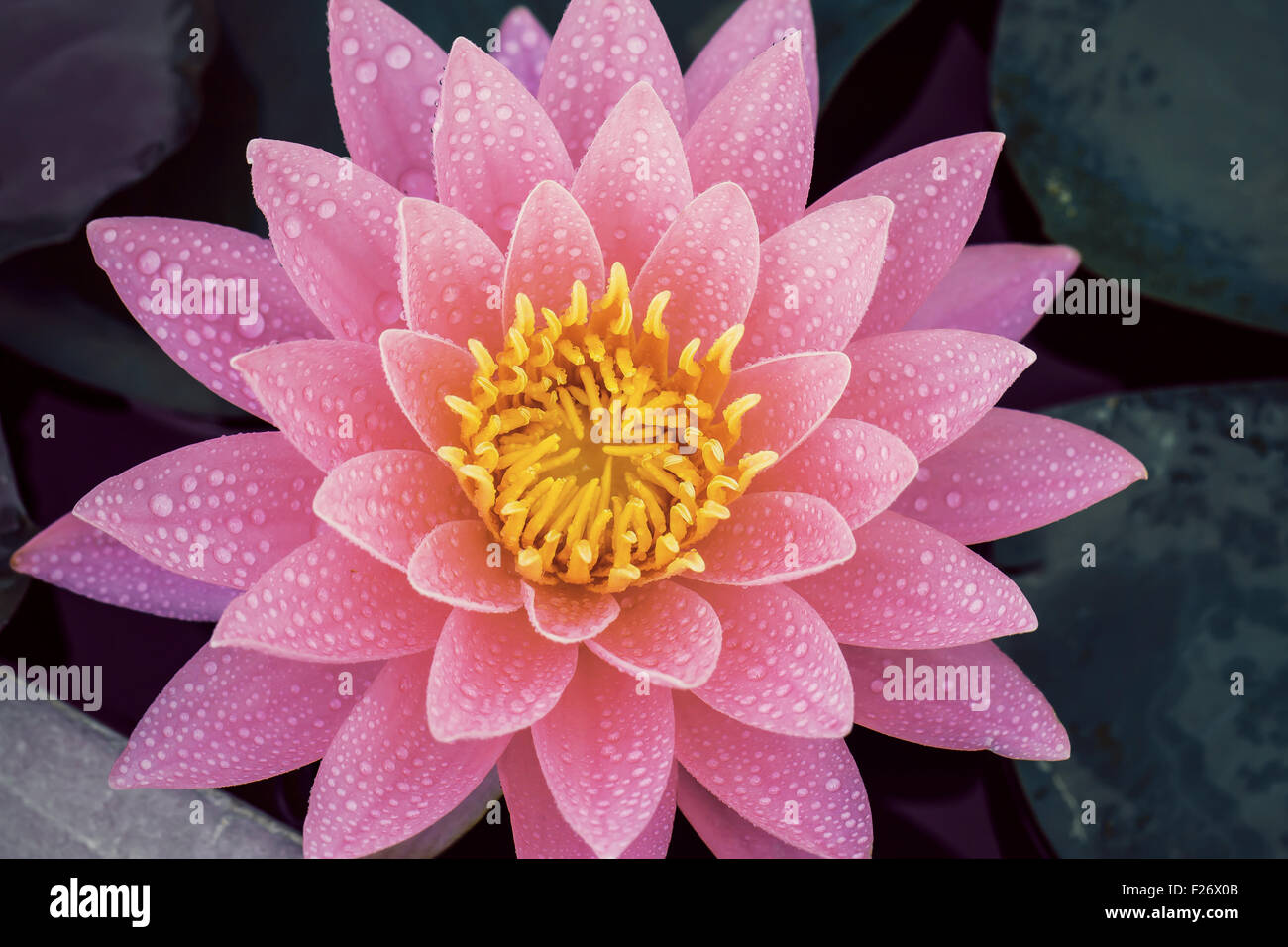 water lily in pond close up Stock Photo - Alamy