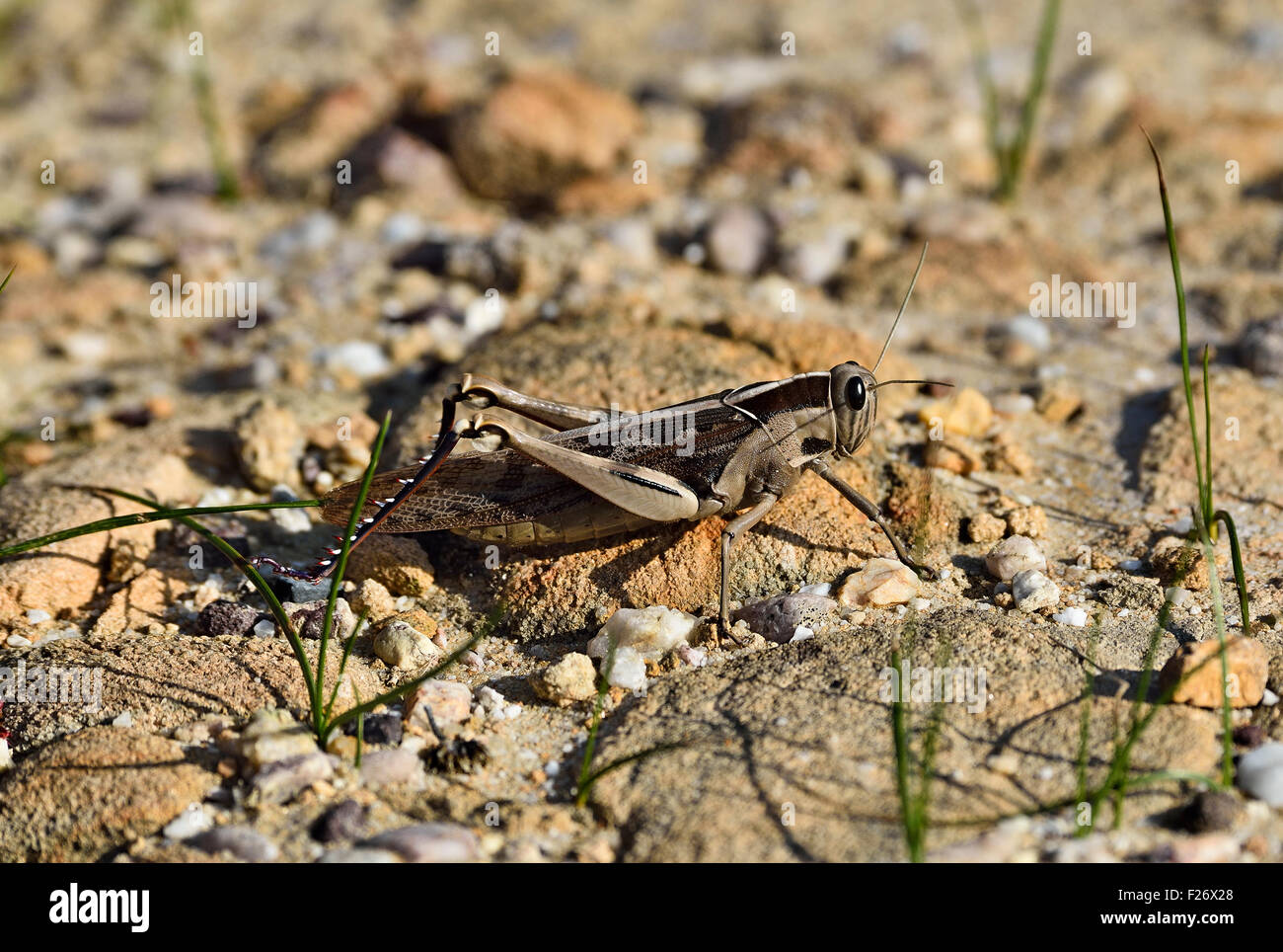 South Africa, Hermanus, Locust, Schistocerca gregaria Stock Photo