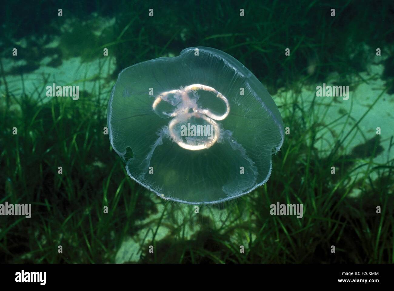 Moon Jellyfish - Common Jellyfish - Saucer Jellyfish (Aurelia aurita) swimming Atlantic Ocean Scotland - UK Stock Photo